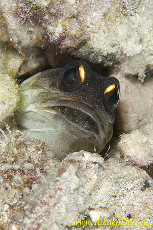 Jawfish 03tc Gold Spec with eggs in mouth 0126 copy