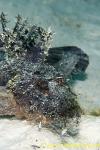 Inimicus Scorpionfish 03t 0027 copy