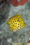 Yellow-spotted Boxfish 01tc 0138 copy
