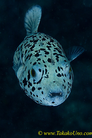 Puffer 01tc 0145 copy