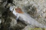 Sand Goby 04t & Isopods 0115 copy