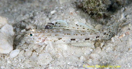 Sand Goby 01t 0038 copy