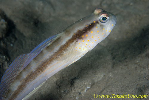 Shrimp Goby 07t 0060 copy