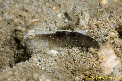 Shrimp Goby 15tc 0144 copy