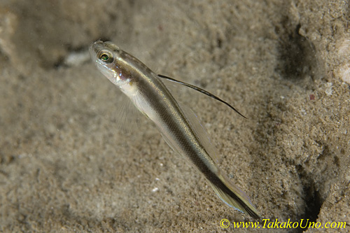 Shrimp Goby 18t 0204 copy