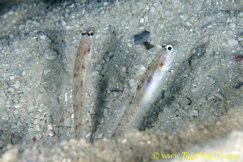 Shrimp Goby 23tc 0054 copy