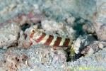 Shrimp Goby 32tc Burgundy 01tc 0088 copy