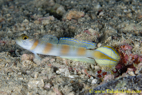 Shrimp Goby 42t 0015 yanoi