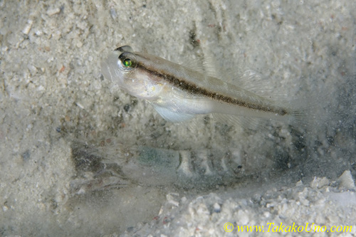 Shrimp Goby 45tc 0064 copy