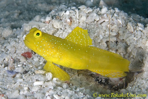 Shrimp Goby 39tc 0098 copy