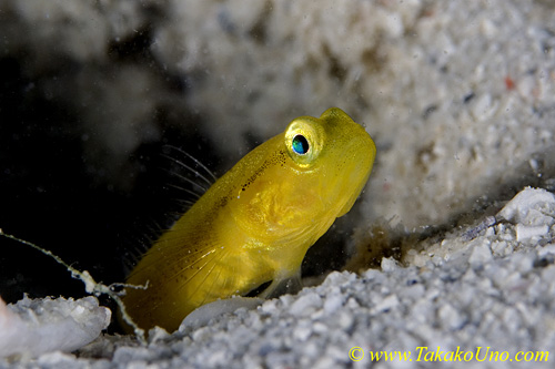 Shrimp Goby 46tc 0086 copy