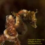 New Pygmy Species: Severn's Pygmy Seahorse, Hippocampus severnsi by Takako UNO, in National Geographic site, posted on Feb 05 20
