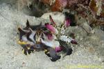 Flamboyant Cuttlefish 12t eats shrimp 0113 copy