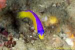 Bicolor Dottyback 01t 0149 copy