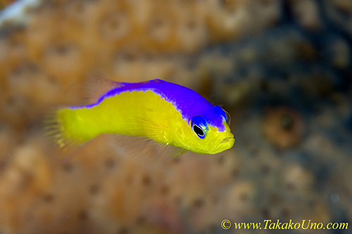 Bicolor Dottyback 02t 0150 copy