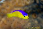 Bicolor Dottyback 02t 0150 copy