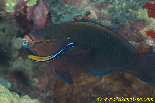 Parrotfish 02t & Cleaner 0109 copy