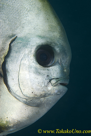 Round Batfish 01t 0083 copy