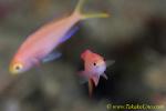 Anthias 02t 0004