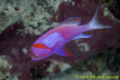 Square Spot Anthias 03t 0081 male, odd colors