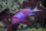 Square Spot Anthias 03t 0081 male, odd colors