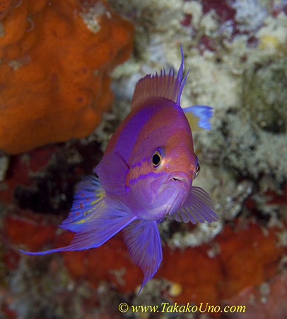 Square Spot Anthias 09t 0053 copy