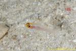 Goby 04t 0067 copy