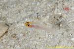 Goby 04t 0067 copy