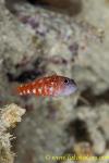 Trimma Goby 03t 0076 copy