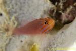 Cave Goby 01t 0128 copy