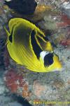 Racoon Butterfly Fish 02t 0115 copy
