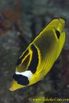 Racoon Butterfly Fish 03t 0122 copy