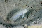 Goby 02t 0095 copy