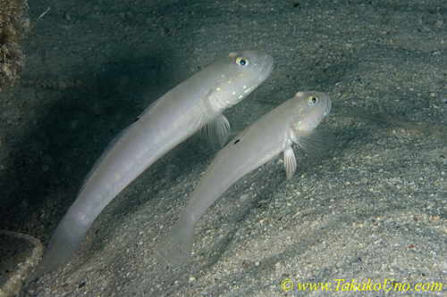Goby 03t Sleeper Goby 0096 copy