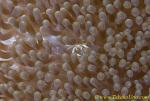 Porcelain Crab 01t juv 0096 copy