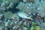 Wrasse. Bird Wrasse 01t female 0054 copy
