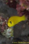 Yellow Dottyback 01t 0161