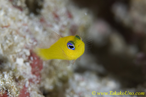 Yellow Dottyback 03t 0079