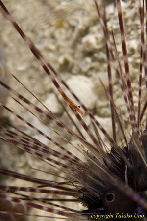 Shrimp on Urchin spike 01t 2489 Tuleariocaris zanzibarica