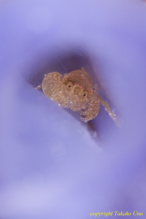 Shrimp inside Tunicate 03t 2449