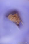 Shrimp inside Tunicate 03t 2449