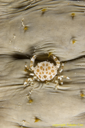 Harlequin Crab 03t 2396 Lissocarcinus orbicularis