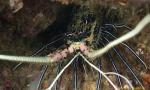 Pacific Spiny Lobster 01t  1156