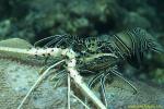 Pacific Spiny Lobster 02t  shell only 1908