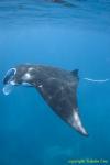 Manta Ray 012t 2599