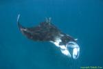 Manta Ray 050t 3057