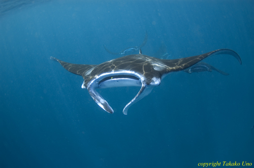 Manta Ray 044t 2982