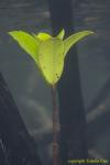 Mangrove leaf uw 01t 0239
