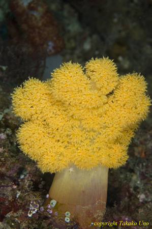 Soft Coral 01t 0837