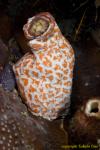 Tunicates 18t unidentified 3381